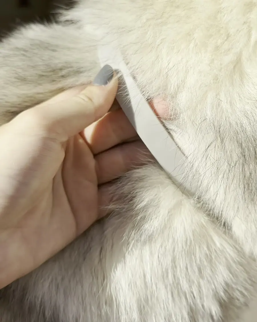 Collar ajustado al pelo, con dos dedos de holgura